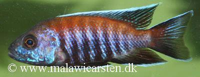 Aulonocara sp."Walteri" Likoma Island