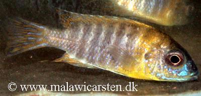 Aulonocara sp."Stuartgranti Maleri" Chidunga Rocks
