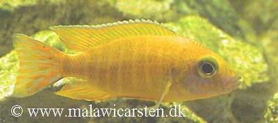 Aulonocara sp."Stuartgranti Maleri" Maleri Island
