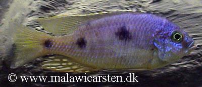 Masinje