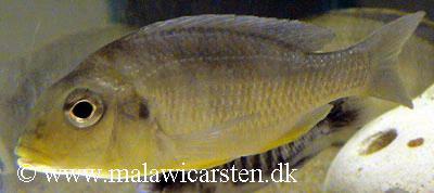 Lethrinops macrochir