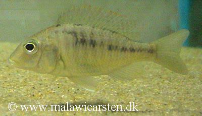 Lethrinops oculatus