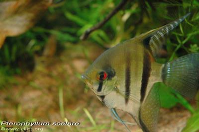 Pterophyllum scalare peru