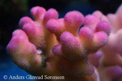 Stylophora sp.
