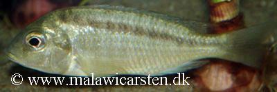 Metangula Mozambique