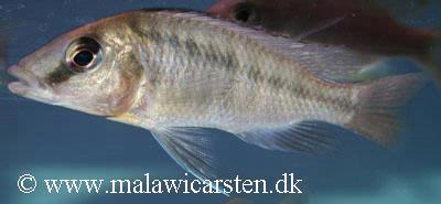 Meluluca Mozambique