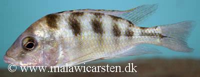 Metangula Mozambique