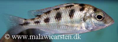 Metangula Mozambique