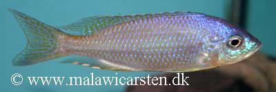 Meluluca Mozambique
