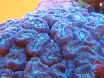 Caulastrea