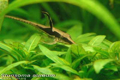 Sturisoma aureum