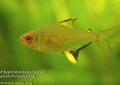 Hyphessobrycon pulchripinnis