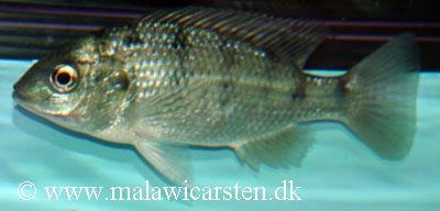 Oreochromis lidole