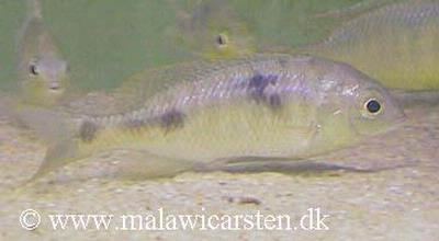 Otopharynx decorus