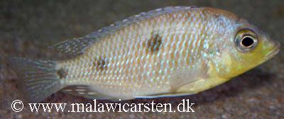 Metangula Mozambique