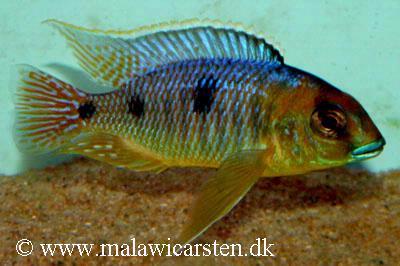 Metangula Mozambique
