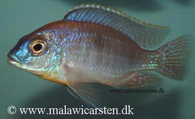 Mara Point Mozambique han