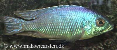 Jalo Reef