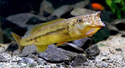 Rhamphoromis sp. "ferox yellow fin"