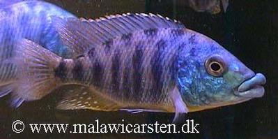 Protomelas ornatus
