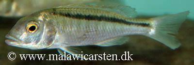 Buccochromis lepturus