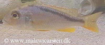 Buccochromis nototaenia