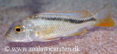 Buccochromis nototaenia