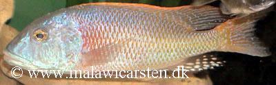 Buccochromis rhoadesi