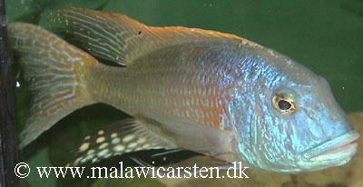 Buccochromis rhoadesi
