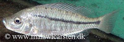 Caprichromis orthognathus