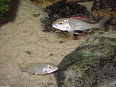 callochromis Pleurospilus Bujumbura