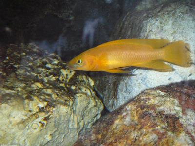 Neolamprologus leleupi
