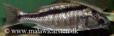 Champsochromis spilorhynchus