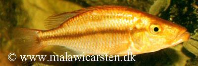 GOLD Chisumulu Island hun