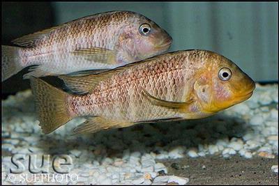 Petrochromis famula Gold