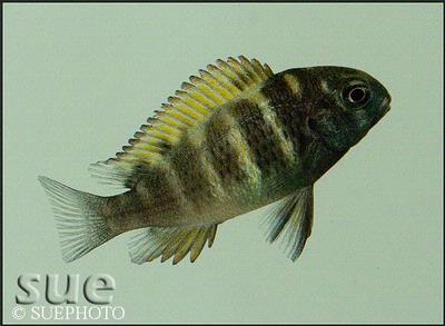 Tropheus sp. Kiriza ungfisk