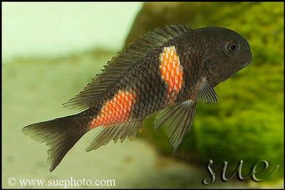 Tropheus sp. Bulu Point