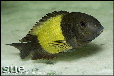 Tropheus sp. Ikola