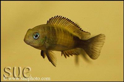 Tropheus sp. Ikola unge
