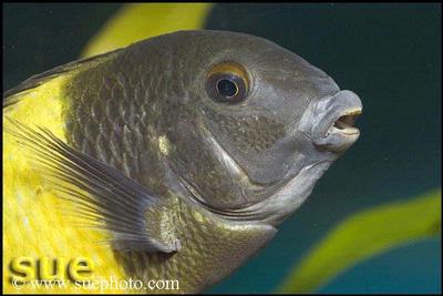Tropheus sp. Ikola