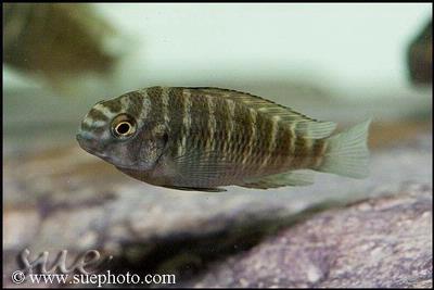 Tropheus sp. Chipimbi unge