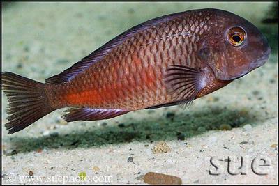 Tropheus sp. Chipimbi