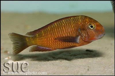 Tropheus sp. Chimba