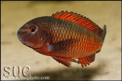 Tropheus sp. red Moliro