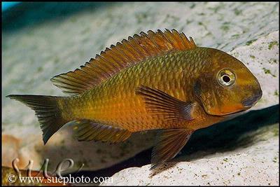 Tropheus sp. Kachese