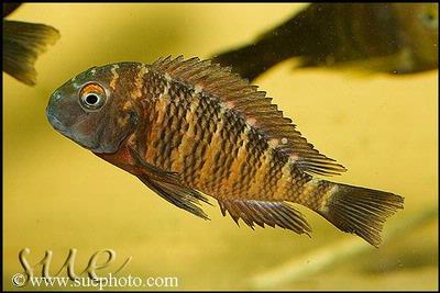 Tropheus sp. Kiku (T. sp. Muzumba)