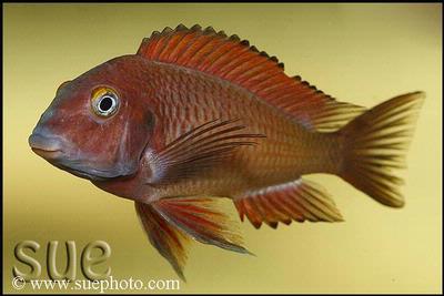 Tropheus sp. red Chilanga