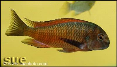 Tropheus sp. red Ndole