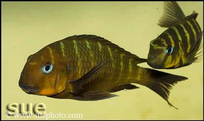 Tropheus sp. Mpimbwe