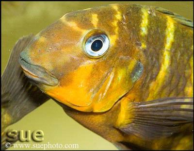Tropheus sp. Mpimbwe